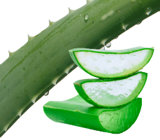 Aloe Vera Essential Oil