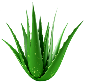 Aloe Vera Essential Oil