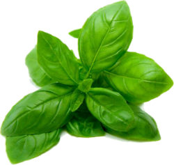 Basil Essential Oil