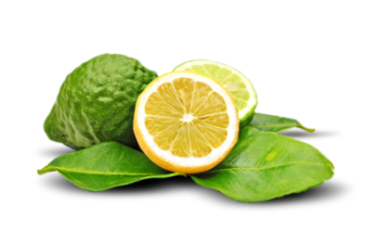 Bergamot Essential Oil