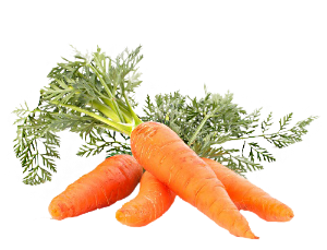 Carrot Seed Essential Oil