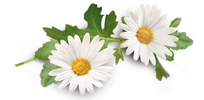 Chamomile Essential Oil