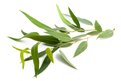 Eucalyptus Essential Oil