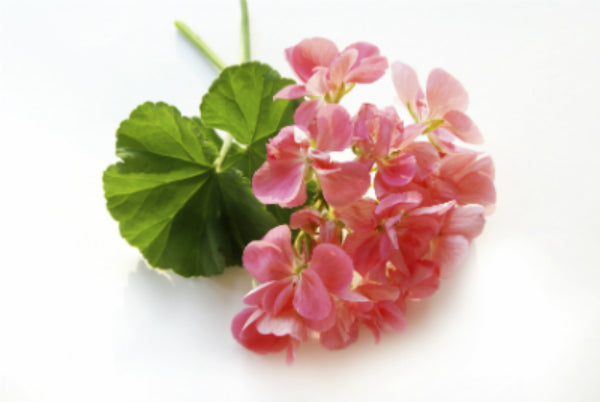 Geranium Essential Oil