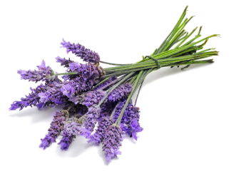 Lavender Essential Oil