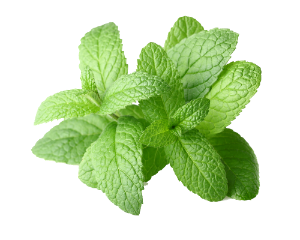 Peppermint Essential Oil