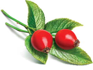 Rosehip Essential Oil