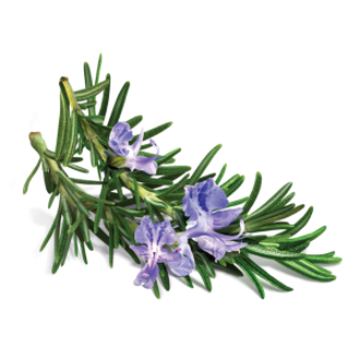 Rosemary Essential Oil