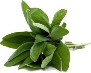 Sage Essential Oil