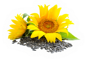 Sunflower Essential Oil